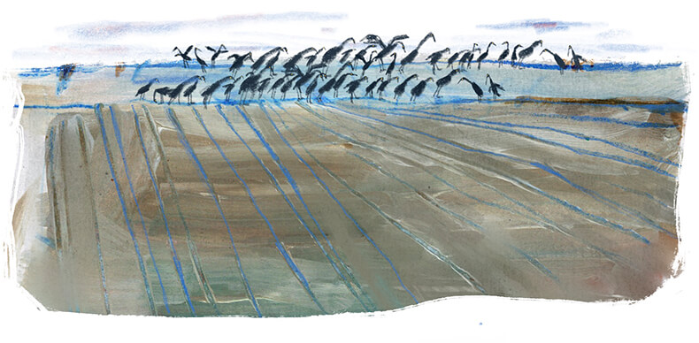 Hamburg liest die Elbe 2025 Illustration von Nina Hultsch